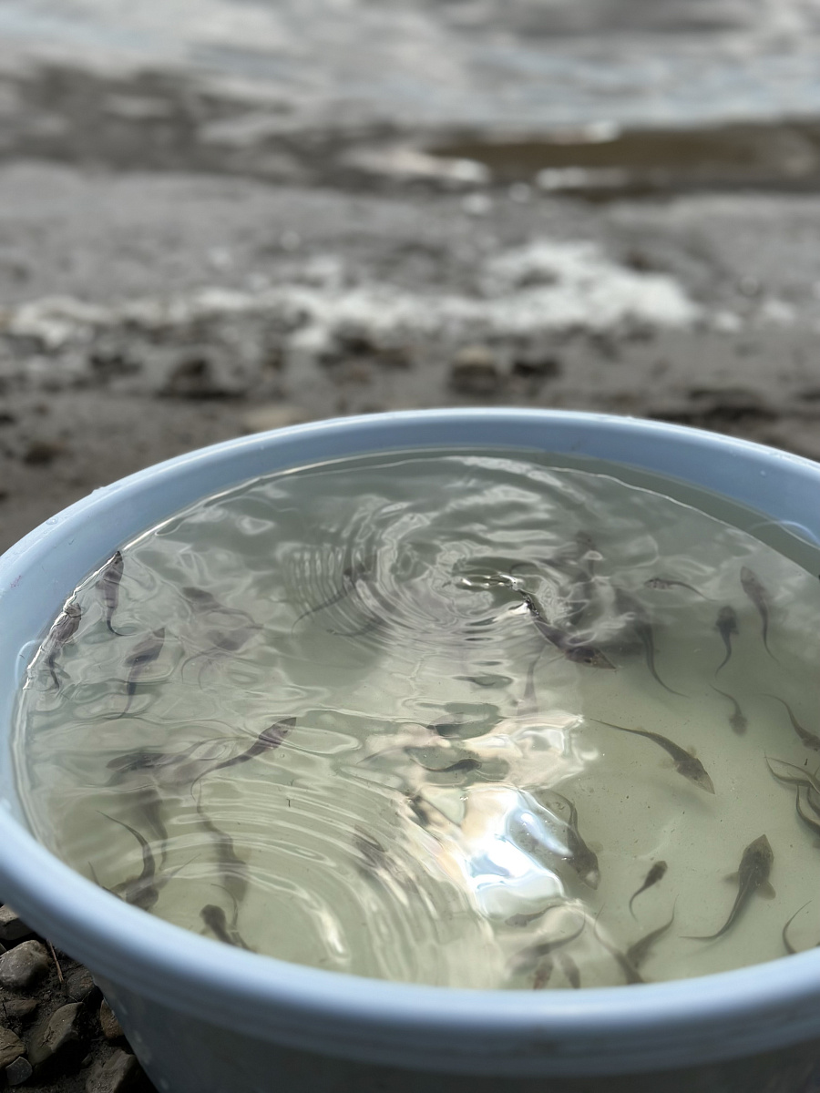 Ленское речное пароходство ведет работу по зарыблению рек Якутии